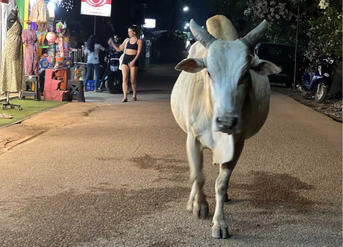 A white cow walking down a lit shopping street at night in Goa, shoppers and scooters either side
