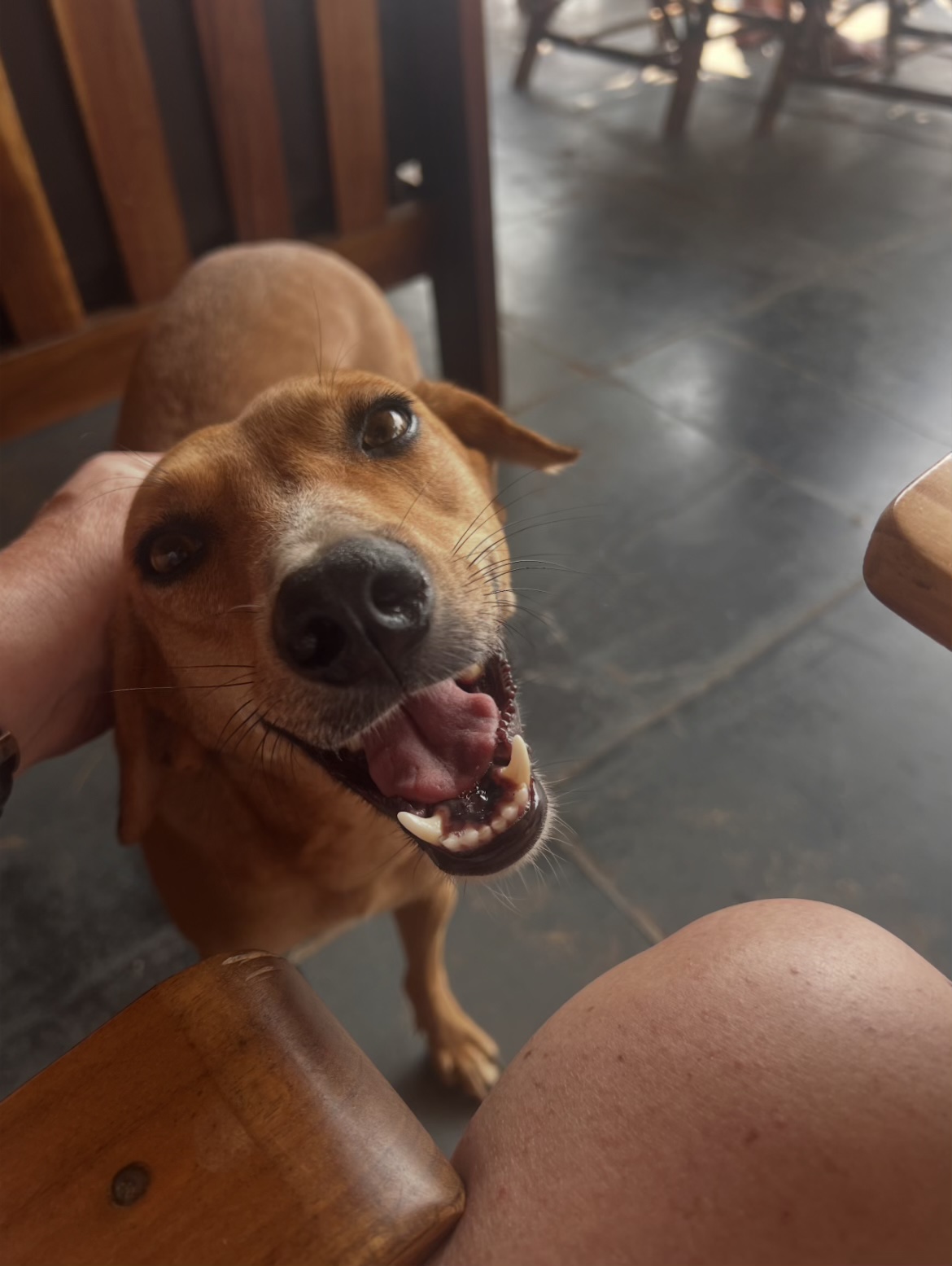 A street dog grinning up from beside a cafe table, being scratched behind the ear